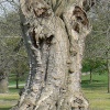 Tree in Greenwich Park, Greater London