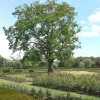 Tree in Greenwich Park, Greater London
