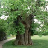 Tree in Greenwich Park, Greater London