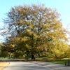 Tree in Dulwich Park, Greater London