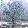 Winterland, Worksop, Nottinghamshire