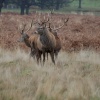 Richmond Park Deer, Greater London