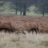 Rutting Deer, Richmond upon Thames, Greater London