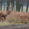 Richmond Deer, Richmond upon Thames, Greater London