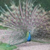 Peacock :Castle Howard