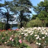 Rose Garden at Blenheim Palace, Woodstock, Oxfordshire