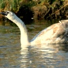 Wildlife, Oulton Broad, Suffolk