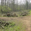 Maulden Woods