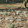 Goodnestone Snowdrop Weekend, Kent