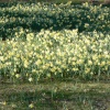 Early Daffodils at Goodnestone Park Gardens, Kent