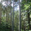 Maulden Woods, Bedfordshire