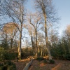 The New Forest, Hampshire