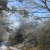 Snow Fall down our Lane
