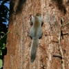 Grey Squirrel, Nidd Hall, Yorkshire.