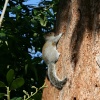 A Grey Squirrel at Nidd Hall, Yorkshire.