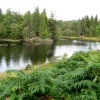 Tarn Hows, Cumbria. September 2007.
