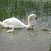 Swans in Herrington Country Park, Houghton le Spring, Sunderland.