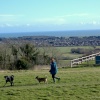 Just walking the dog