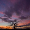 Lonely tree, Kingsbury Water Park, Warwickshire
