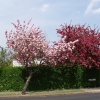 Spring in London