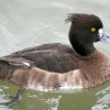 Tuffted Duck Female. Herrington Country Park. Sunderland.