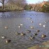 Mill Dam, Tickhill, South Yorkshire