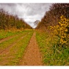 From Manningtree to Cattawade Marshes
