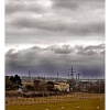 Sheep in Suffolk