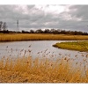 Cattawade Marshes