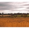 Pylons and reeds