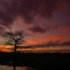 Dead tree standing, Kingsbury Water Park, Warwickshire