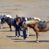 Ponies on the beach, Filey, North Yorkshire