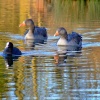 Two greylags....anser anser and a coot....fulica atra, Eastrington, East Riding of Yorkshire