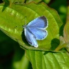 Female holly blue butterfly....celastrina argiolus, Brantingham, East Riding of Yorkshire