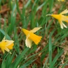 Daffodils on Ullswaters shore.