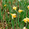 Daffodils on Ullswaters shore.