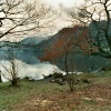 Daffodils on Ullswaters shore.