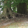 Beach Trees, Avebury