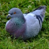 Pigeon on the grass, Wildfowl & Wetlands Trust Martin Mere, Lancashire