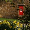 Daffodils and postbox, Adderbury, Oxon