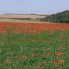 Poppy field, Ludgershall, Wiltshire