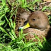 Duck, Wildfowl & Wetlands Trust Martin Mere, Lancashire