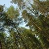 Tree Tops, Yoxall, Staffordshire