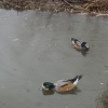 Weather for Ducks, Wildfowl & Wetlands Trust, Slimbridge, Gloucestershire