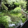 Lost Gardens of Heligan,Cornwall.