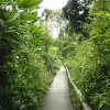 Lost Gardens of Heligan, Cornwall.