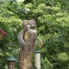 Squirrel. Lost Gardens of Heligan,Cornwall.