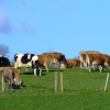 Tidenham cattle, Gloucestershire