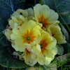 Spring has sprung in Tidenham, Gloucestershire