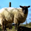 A sheep, Tidenham, Gloucestershire